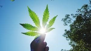 Veterans & Medical Marijuana: The Struggle for VA Support and Recognition